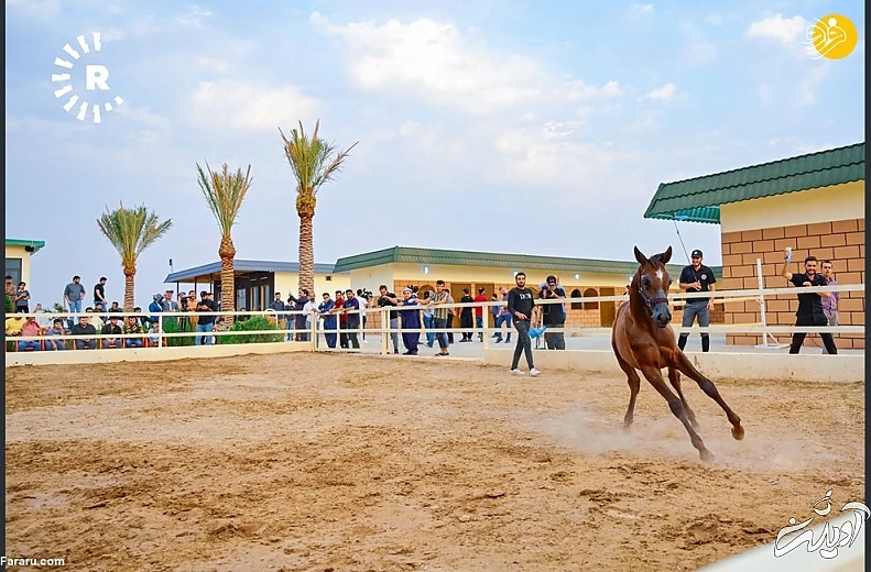 (تصاویر) نمایش اسبهای اصیل عرب در کردستان عراق